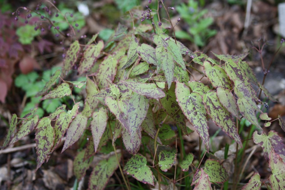Горянка красная rubrum