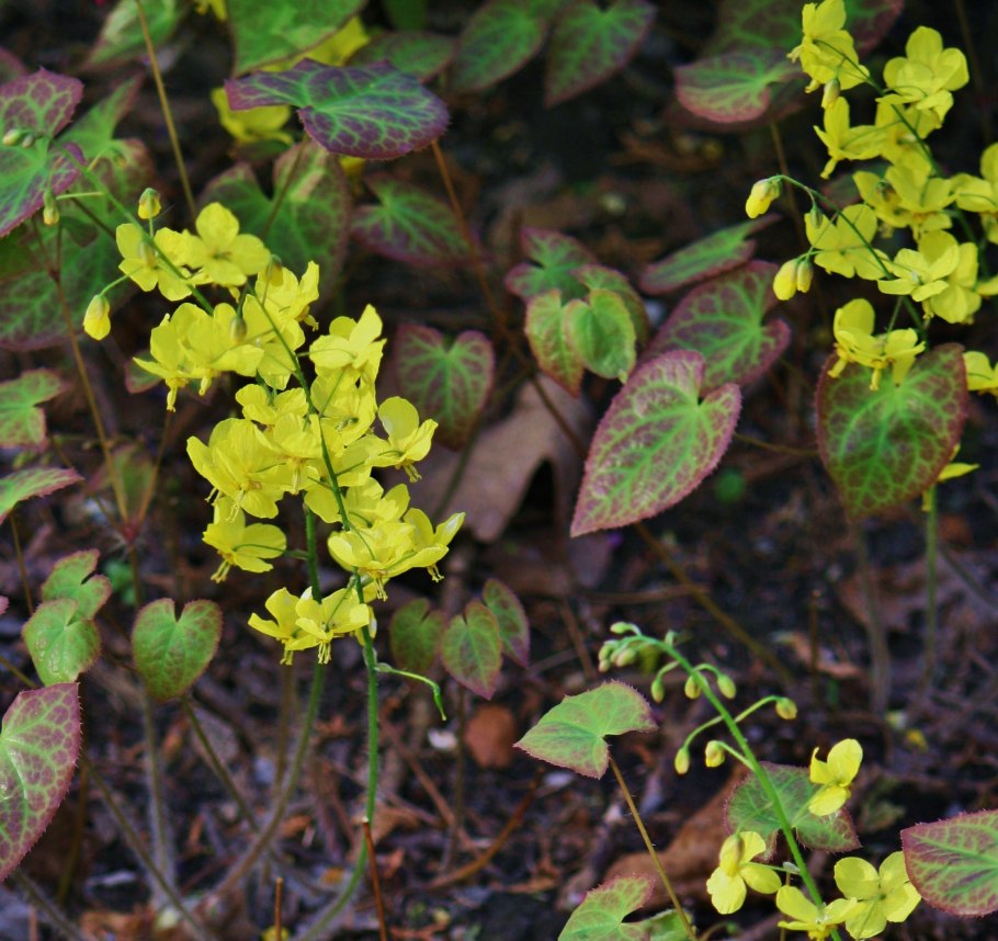 Горянка перистая Epimedium pinnatum