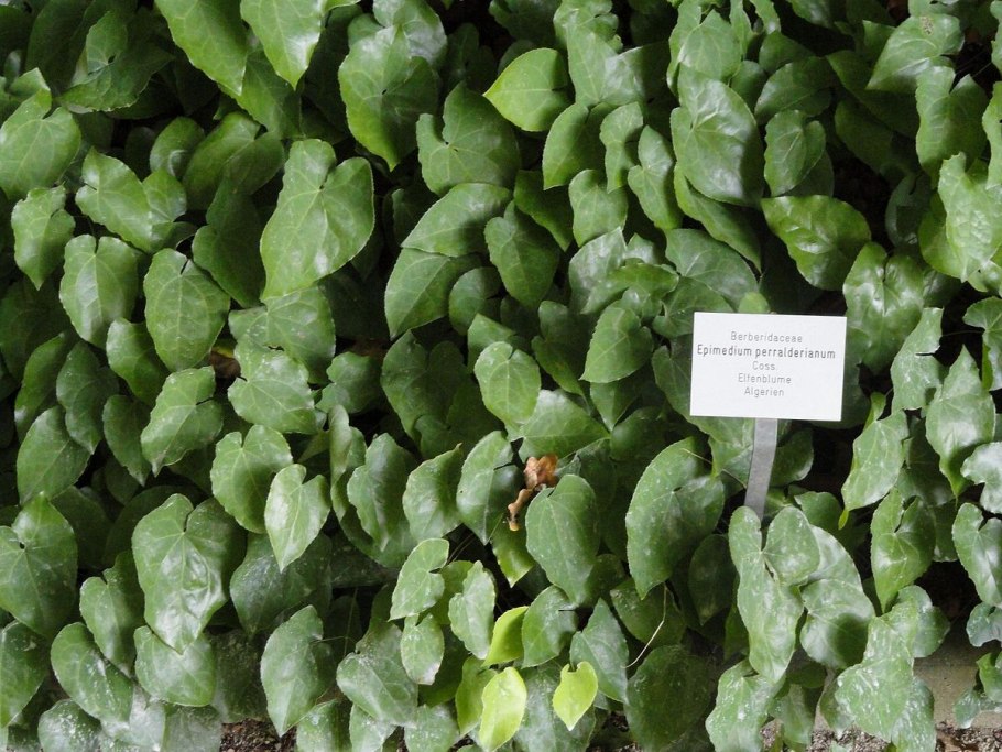 Еpimedium х perralderianum
