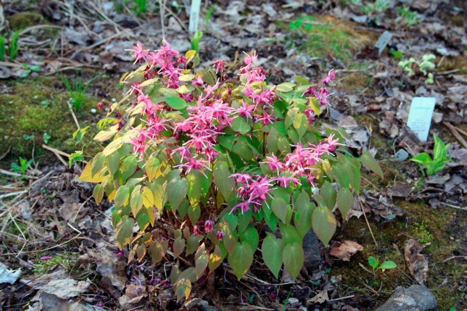 Горянка рубрум