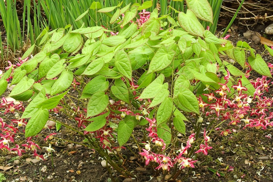 Горянка крупноцветковая