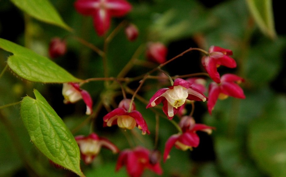 Горянка крупноцветковая