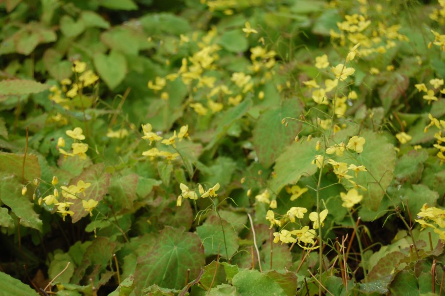 Горянка красная Epimedium rubrum