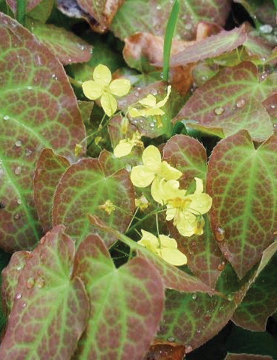 Epimedium Red maximum