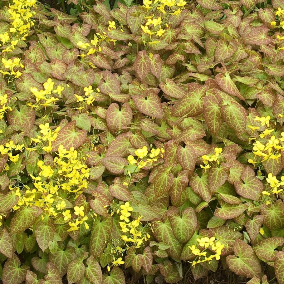 Горянка Перральдери Фронлайтен