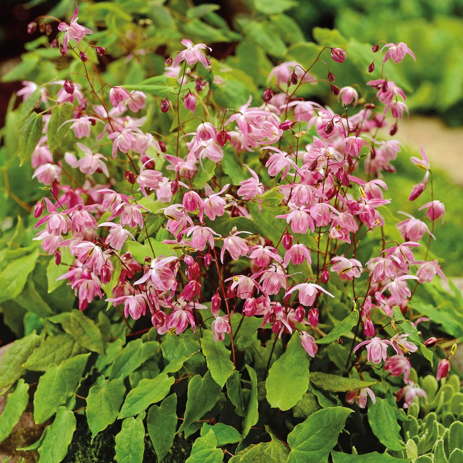 Горянка юнга розеум