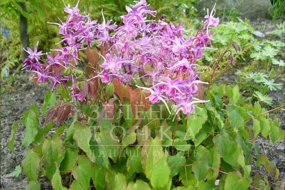 Горянка Колхидская