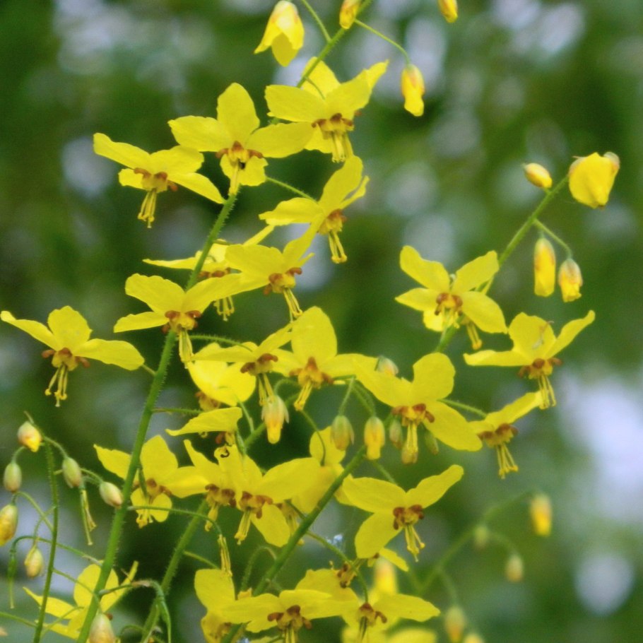 Epimedium versicolor