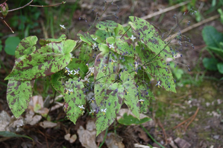 Epimedium pubigerum