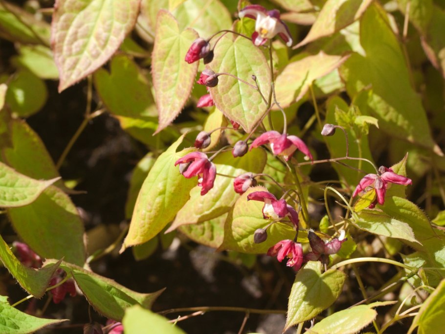 Горянка Sulphureum