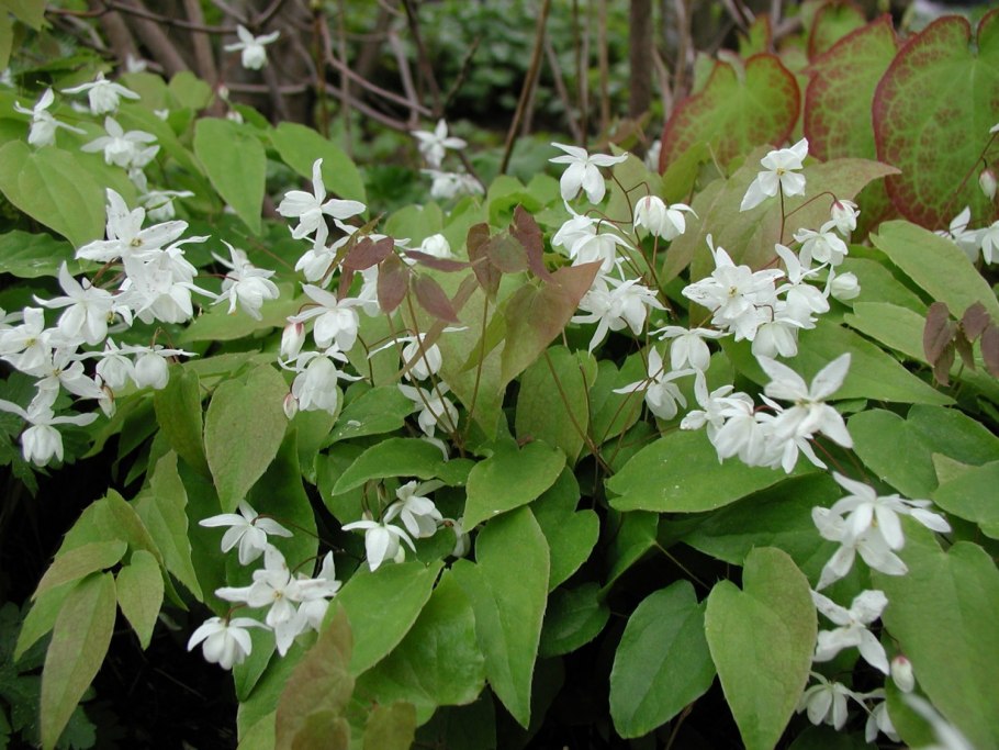 Горянка Пинк шампань