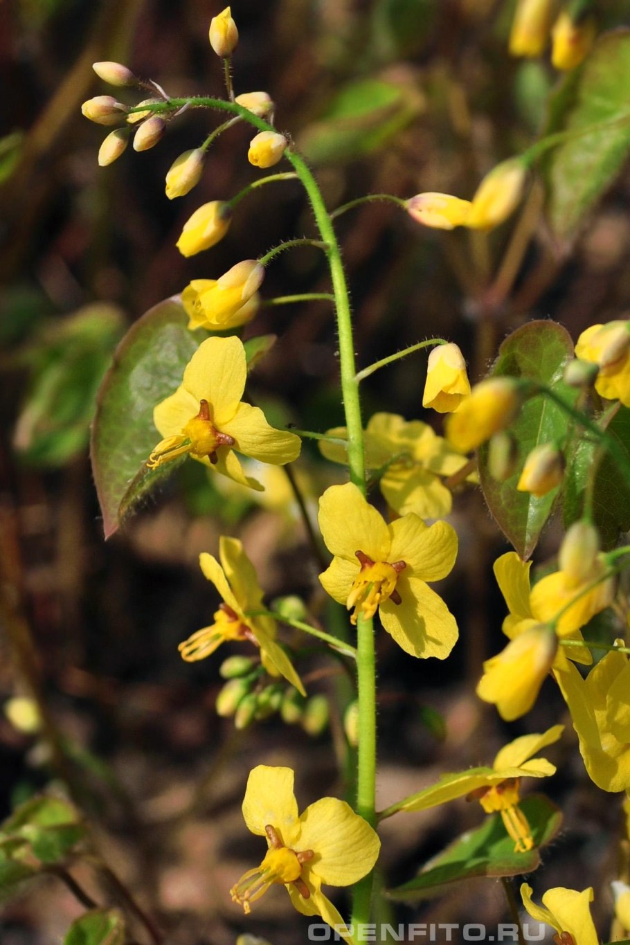 Горянка колхидская