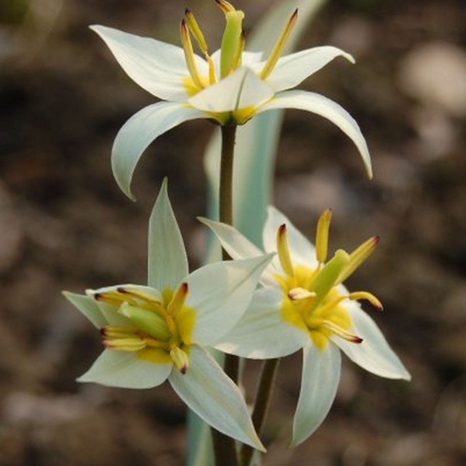 Тюльпан Spring Song