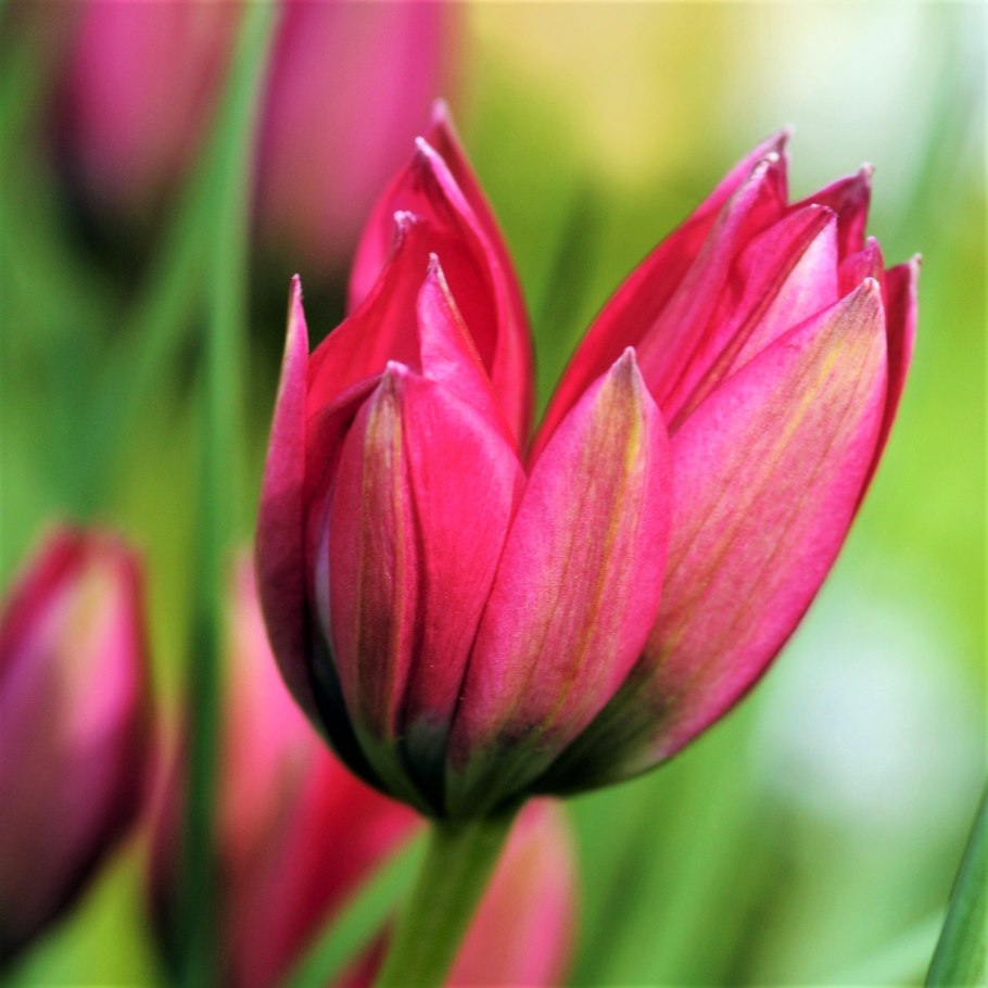 Тюльпан кушкинский