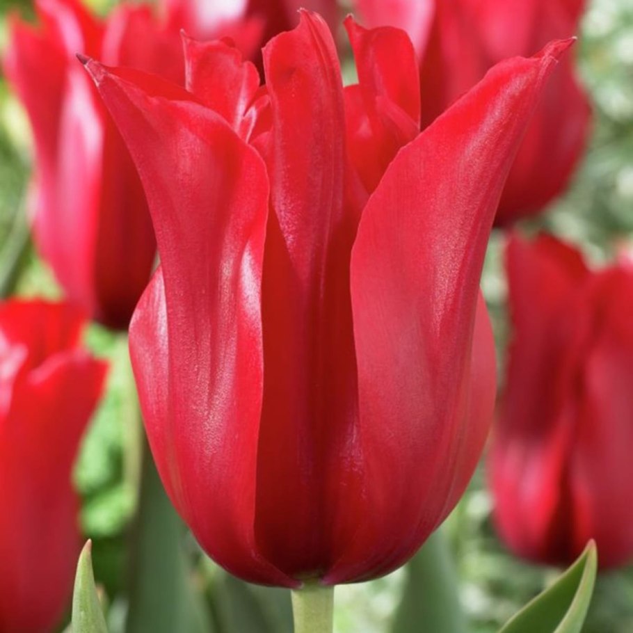 Тюльпан Пинк Ардор