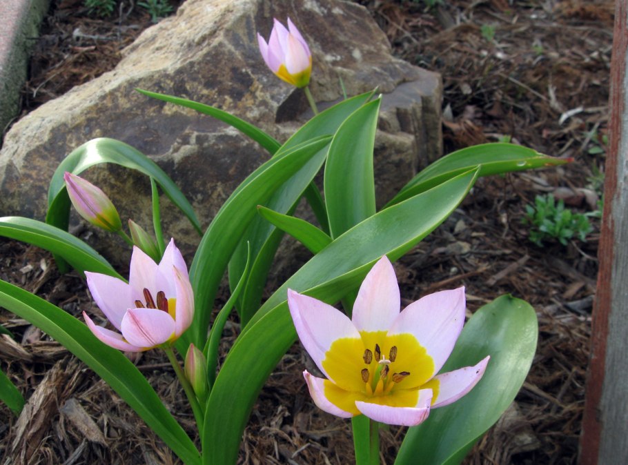 Тюльпан Саксатилис