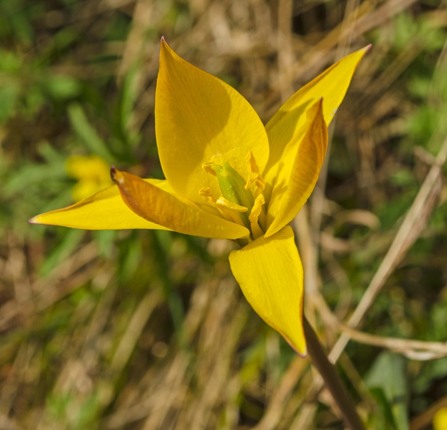 Tulipa humilis