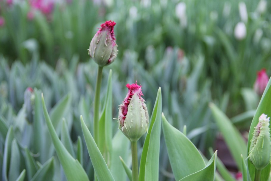 Сорт тюльпана престо