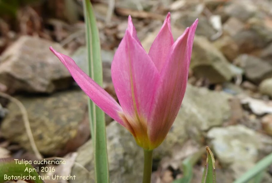 Тюльпан хумилис лилипут