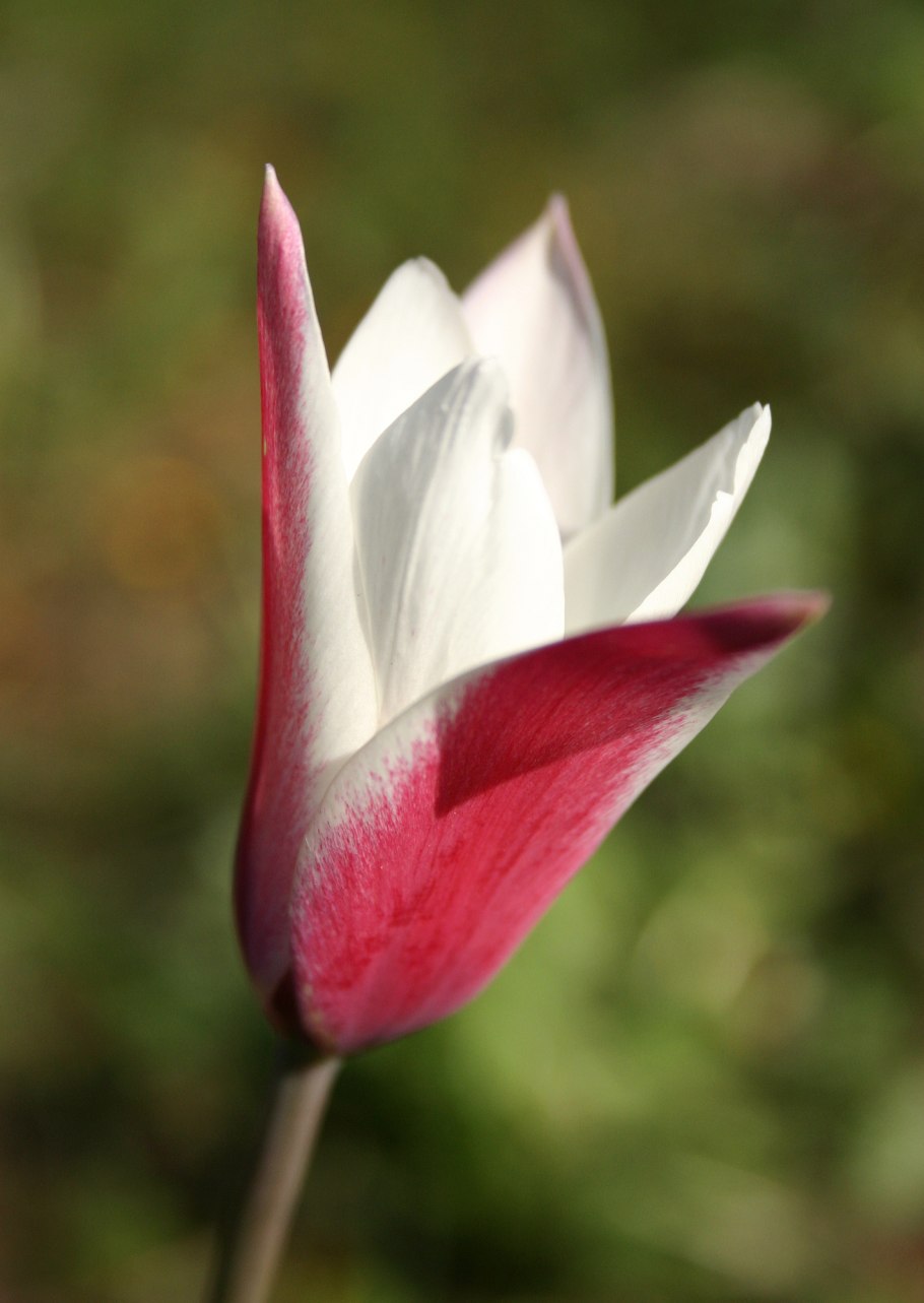 Tulipa Коржинского