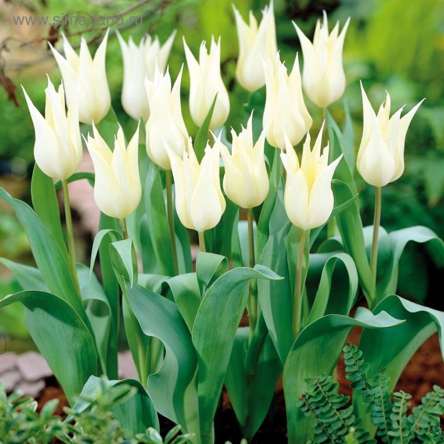 Тюльпан Саксатилис Ботанический