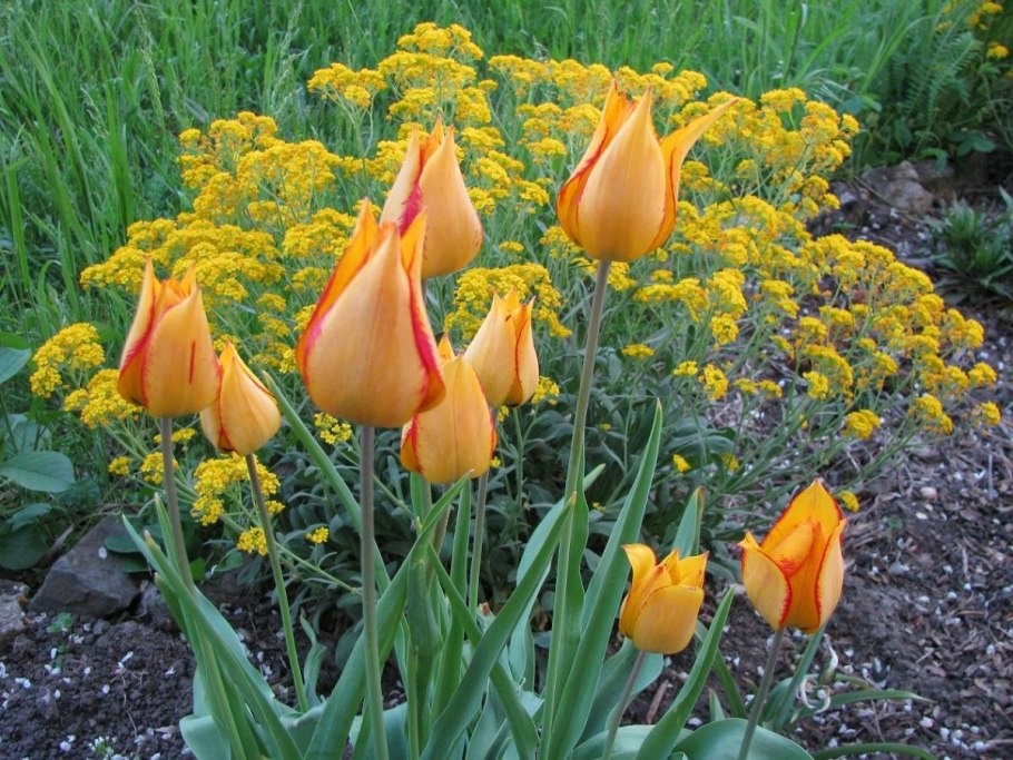 Тюльпан Урумийский Ботанический