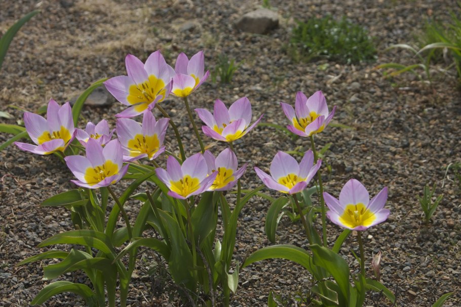 Тюльпан Лилак Вондер