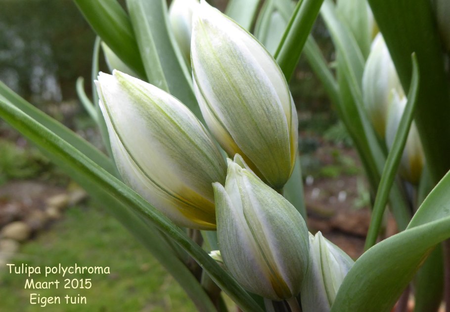 Polychroma тюльпан