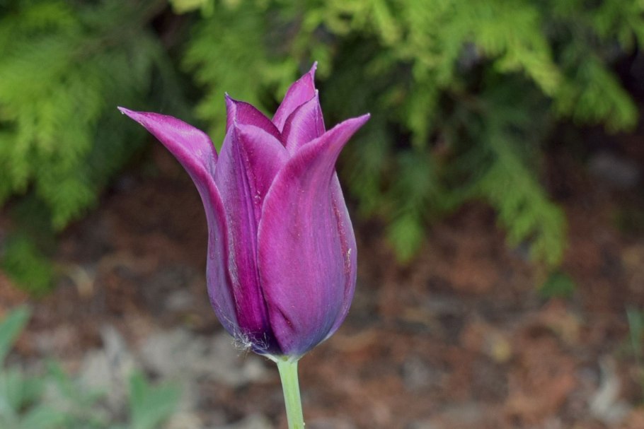 Тюльпан Персиан Перл