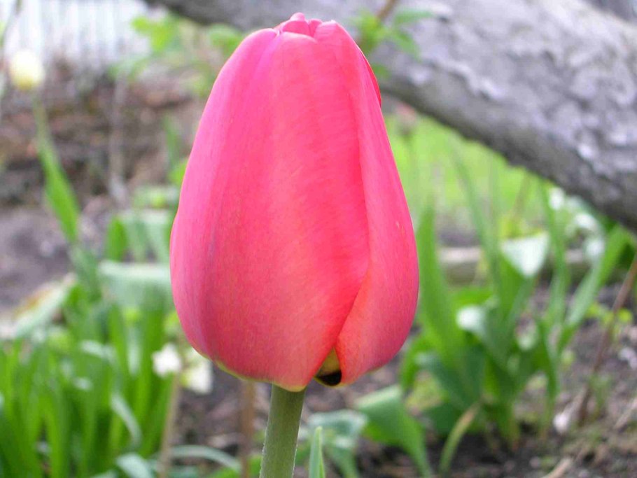 Тюльпан Альберт красный