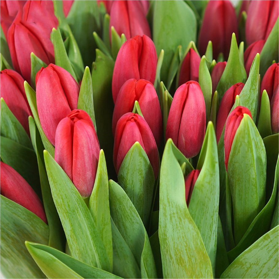 Тюльпан biflora