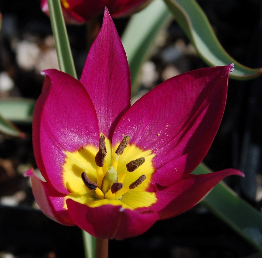 Тюльпан Клузиана Tulipa clusiana