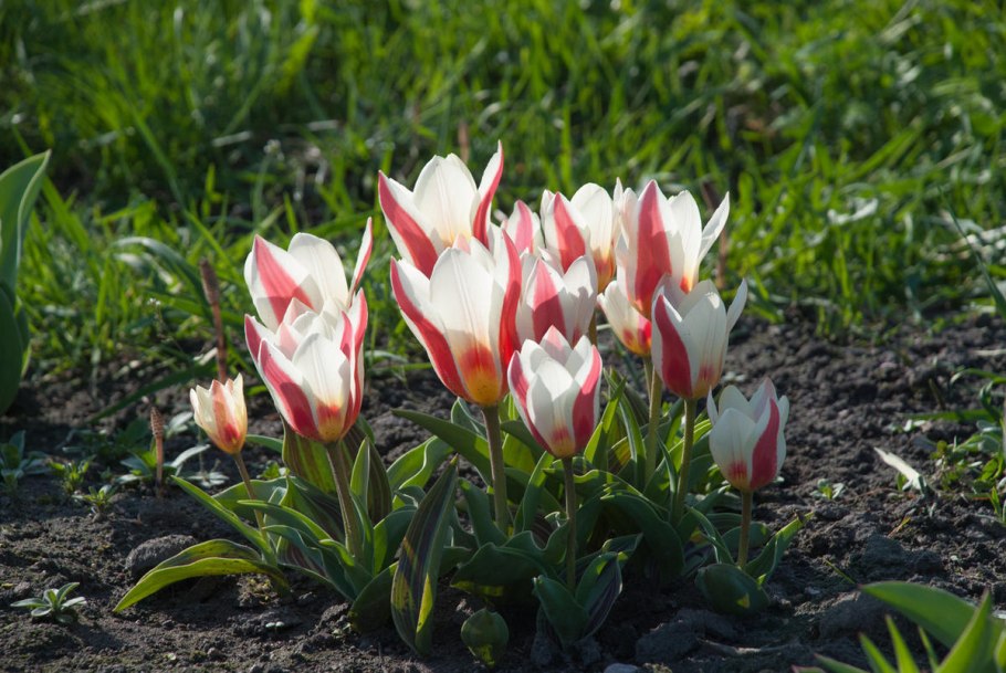 Тюльпан Ботанический Першн Перл