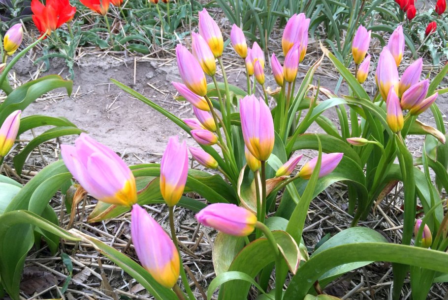 Тюльпан Ботанический Лайлак Уандер