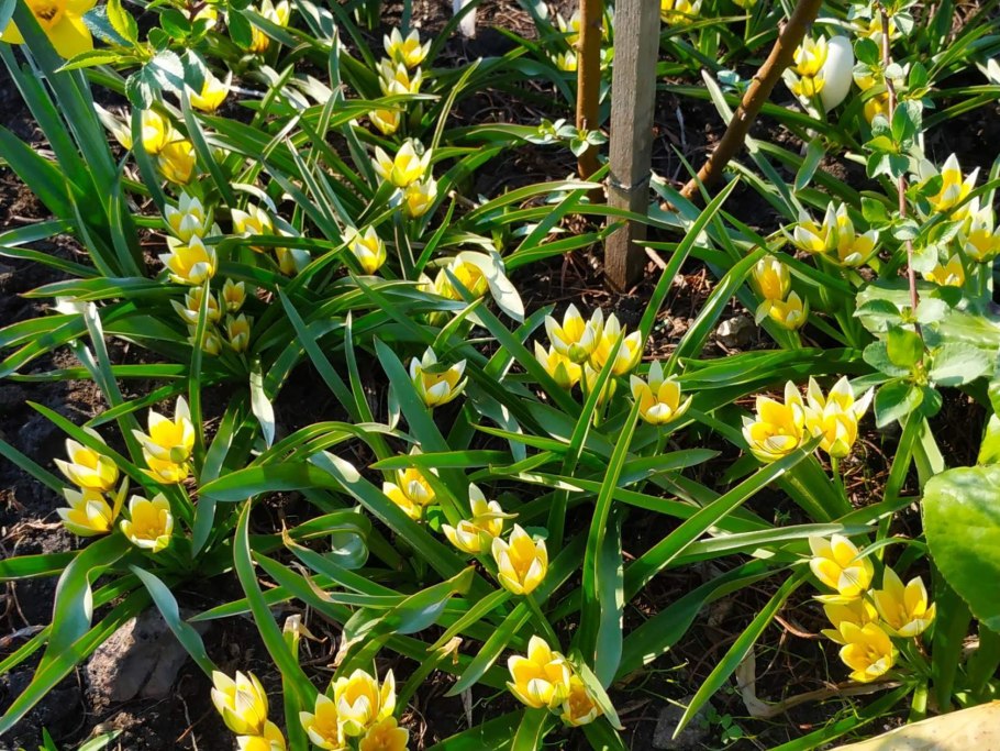 Тюльпан kaufmanniana