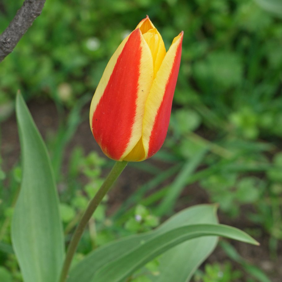 Тюльпан лилиецветный Саппоро