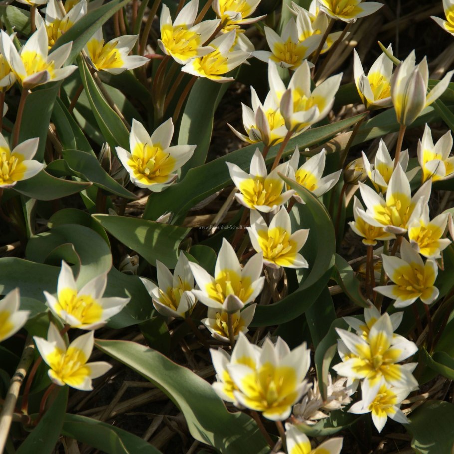 Тюльпан ред Шайн