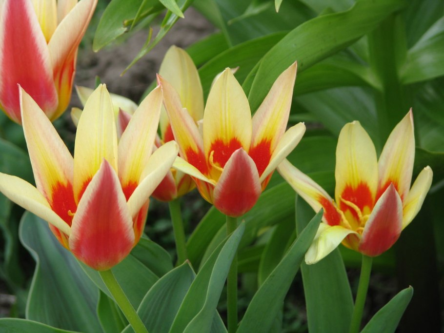 Тюльпан Monte Carlo (луковица)