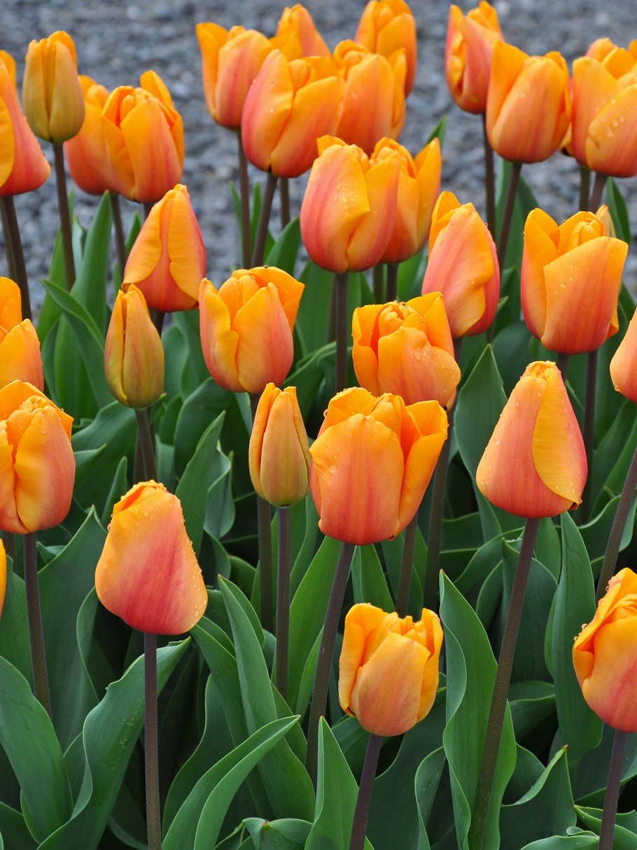 Самые ранние тюльпаны