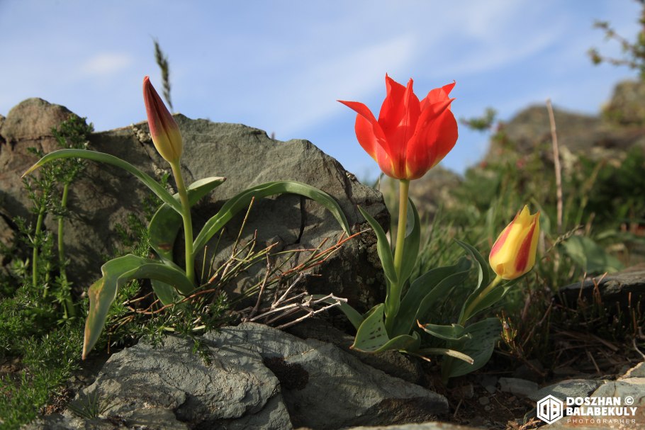 Тюльпан льнолистный