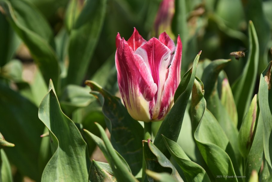 Тюльпан Клузиана Tulipa clusiana