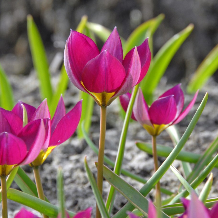 Tulipa polychroma