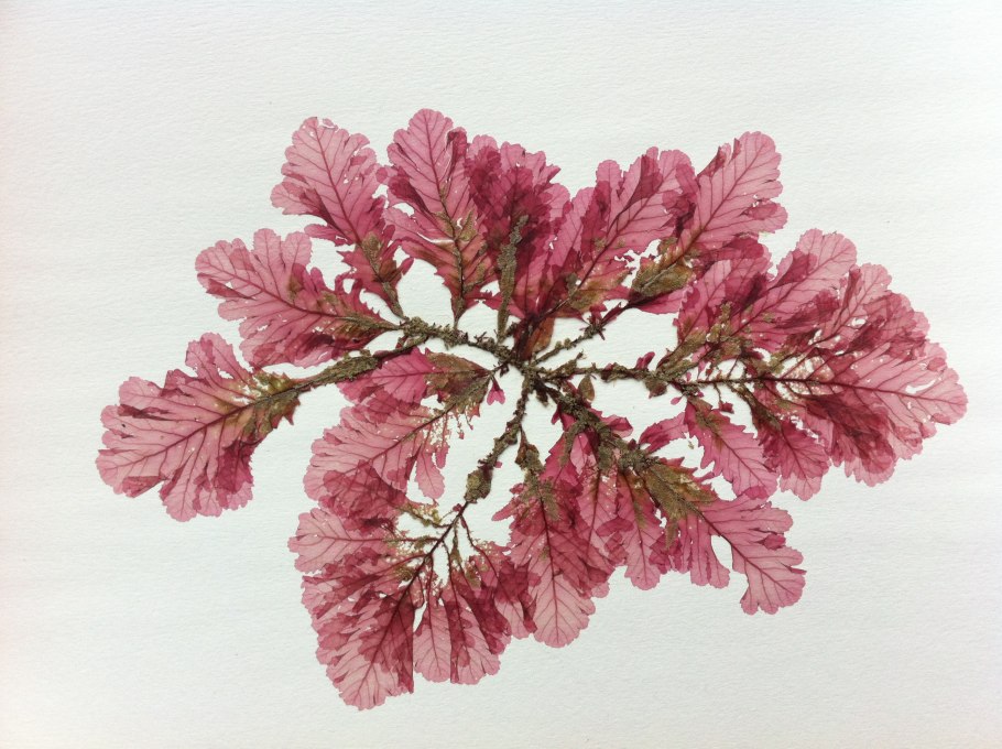 Бурые водоросли багрянки