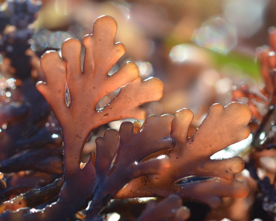 Бангиевые водоросли