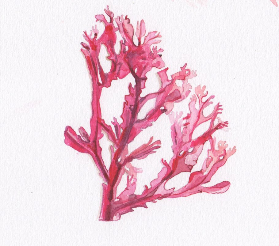 Lemanea водоросль