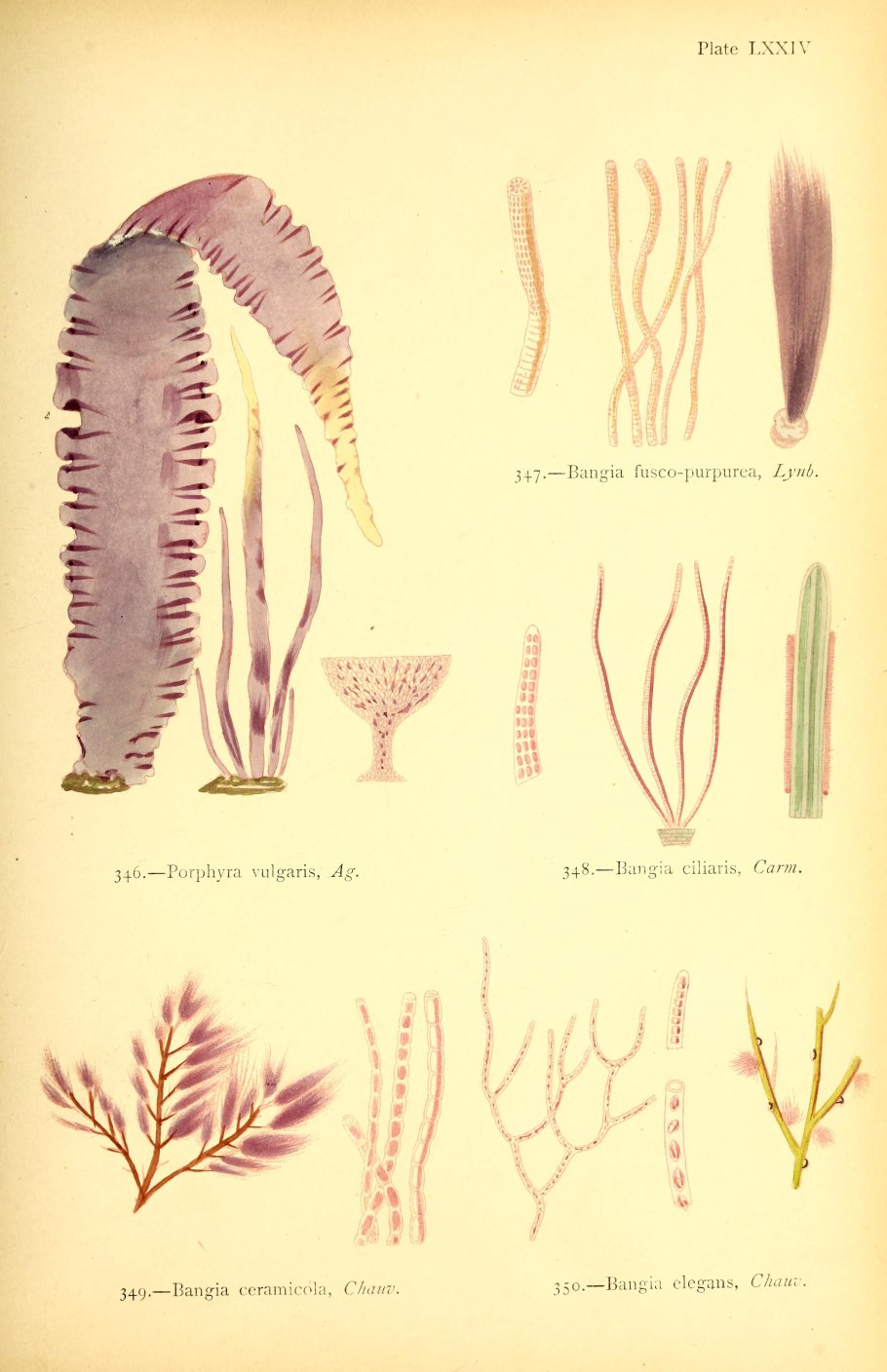 Бурые водоросли багрянки