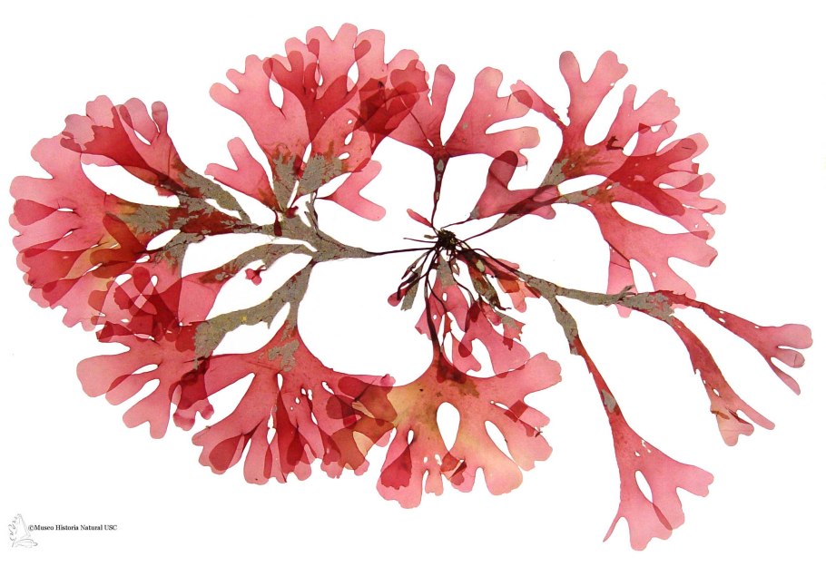 Водоросли красного моря