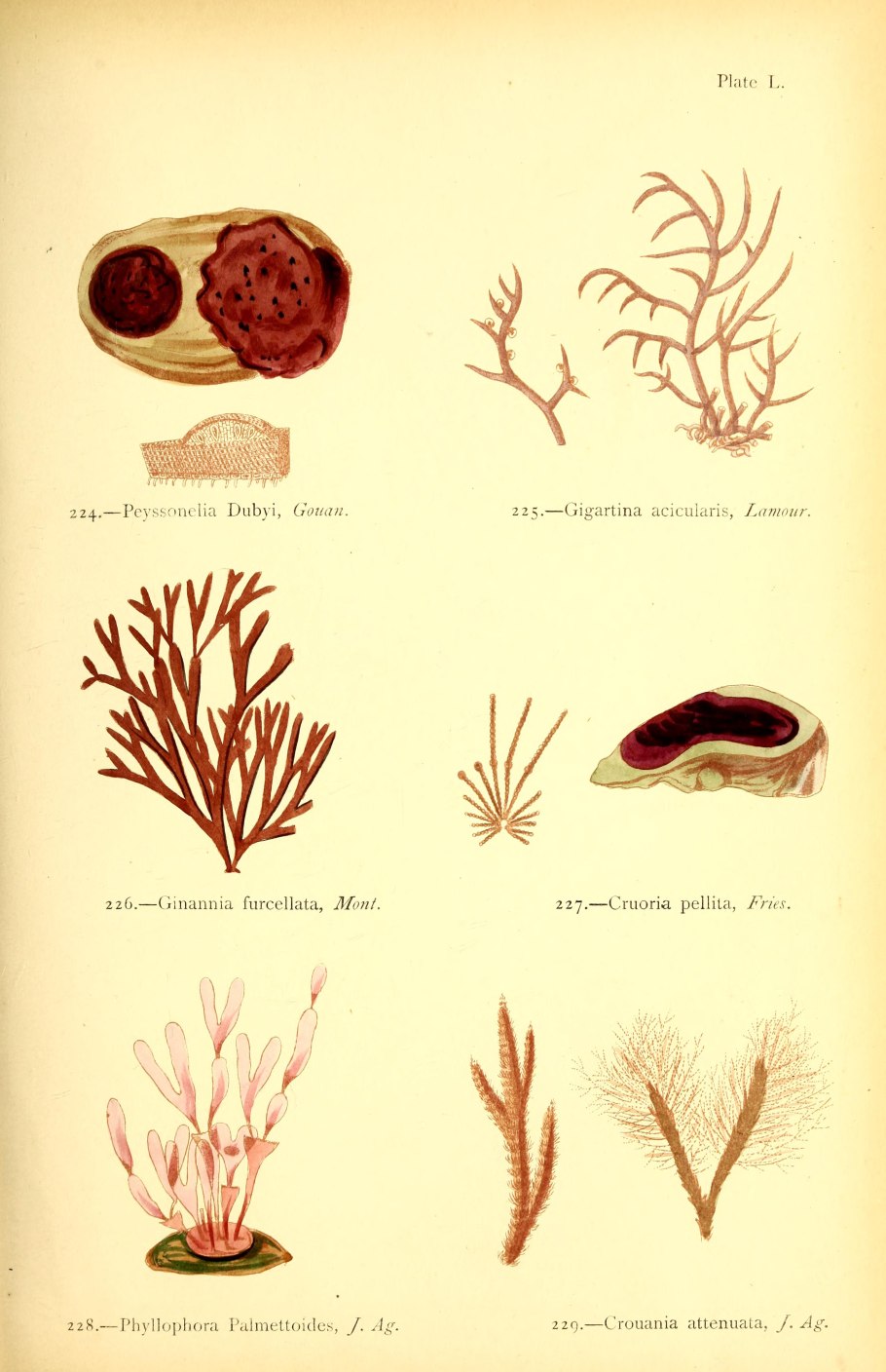 Бангия водоросль