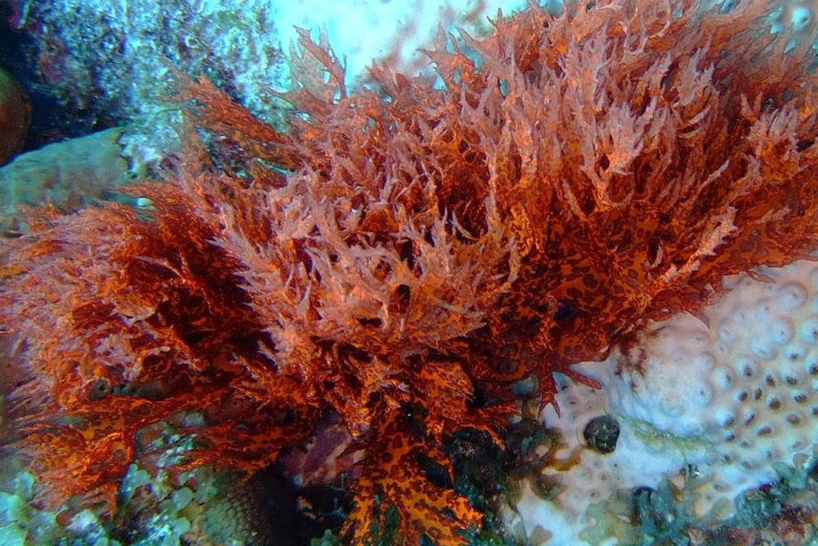 Красные водоросли порфира и Филлофора