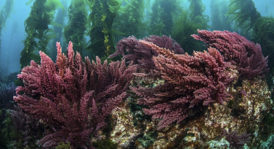 На белом фоне красных морских водорослей